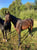Horse ad