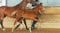 Annuncio cavallo