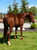 Anuncio de caballos