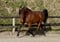 Annonce cheval