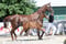 Annonce cheval