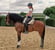 Annuncio cavallo