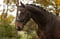Annonce cheval
