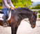 Horse ad