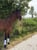 Annonce cheval
