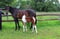 Annuncio cavallo