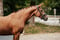Horse ad