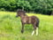 Annuncio cavallo