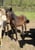 Horse ad