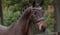 Horse ad