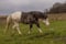 Horse ad