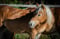 Horse ad