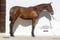 Annuncio cavallo