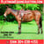 Horse ad