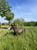 Horse ad