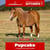 Paardadvertentie