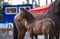 Horse ad