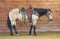 Horse ad