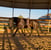 Horse ad