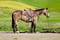 Anuncio de caballos
