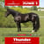 Paardadvertentie