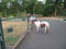 Horse ad
