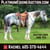 Horse ad