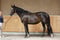 Horse ad
