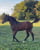 Annuncio cavallo