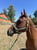 Horse ad