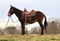 Horse ad
