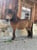Horse ad