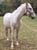 Annuncio cavallo