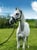 Horse ad