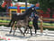 Annuncio cavallo