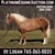 Horse ad