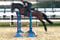 Horse ad