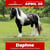 Annuncio cavallo
