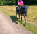 Horse ad