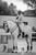 Horse ad