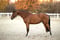 Horse ad