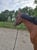 Horse ad