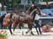 Annuncio cavallo
