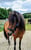 Horse ad