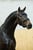 Annuncio cavallo