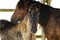 Annuncio cavallo