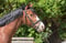 Horse ad