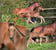 Annuncio cavallo