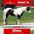 Paardadvertentie