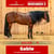 Horse ad